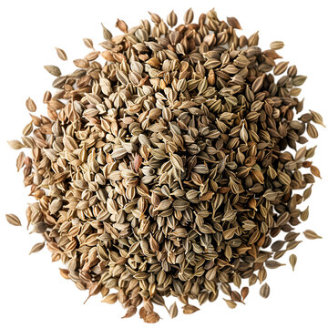 Ajwain Trachyspermum ammi Ayurveda herb natural medicinal remedy ingredient, isolated on a transparent background