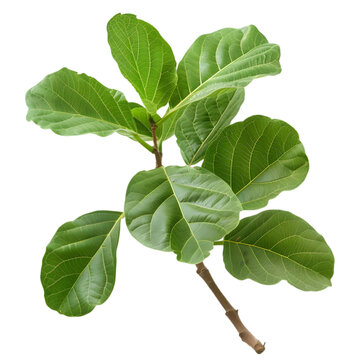 Arjuna Terminalia arjuna Ayurveda herb natural medicinal remedy ingredient, isolated on a transparent background