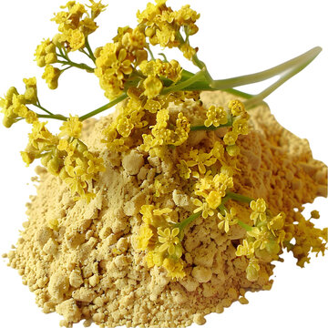Asafoetida Ferula asafoetida Ayurveda herb natural medicinal remedy ingredient, isolated on a transparent background