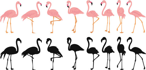 pink flamingo in flat style, with silhouette on white background vector