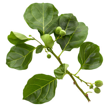 Guduchi Tinospora cordifolia Ayurveda herb natural medicinal remedy ingredient, isolated on a transparent background