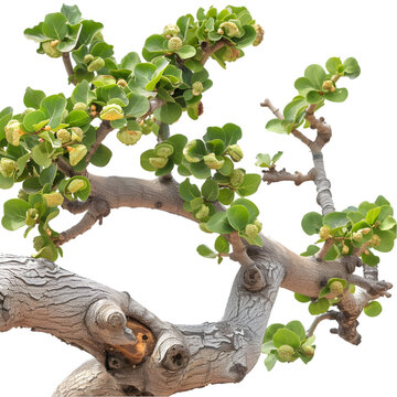 Guggulu Commiphora mukul Ayurveda herb natural medicinal remedy ingredient, isolated on a transparent background