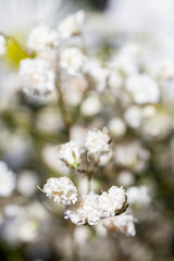 Delicate white babys breath flower in full bloom on blurred background.