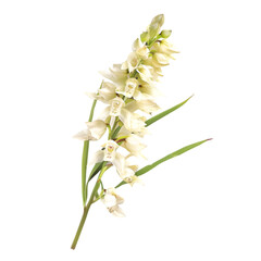 Methika Trigonella foenum-graecum Ayurveda herb natural medicinal remedy ingredient, isolated on a white background