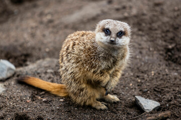 Fototapeta premium Meercat
