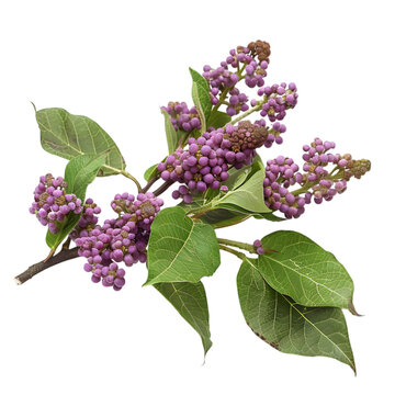 Priyangu Callicarpa macrophylla Ayurveda herb natural medicinal remedy ingredient, isolated on a white background