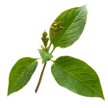Punarnava Boerhavia diffusa Ayurveda herb natural medicinal remedy ingredient, isolated on a white background