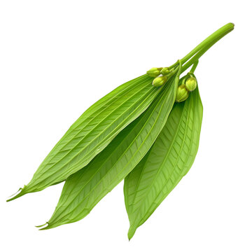 Punarnava Boerhavia diffusa Ayurveda herb natural medicinal remedy ingredient, isolated on a white background