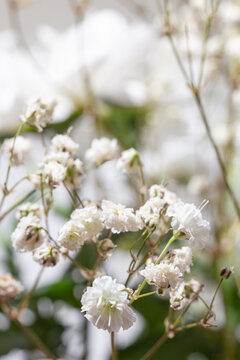 Delicate white gypsophila flowers in close-up on a background of flowers