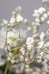 Delicate white babys breath flower in full bloom on blurred background.