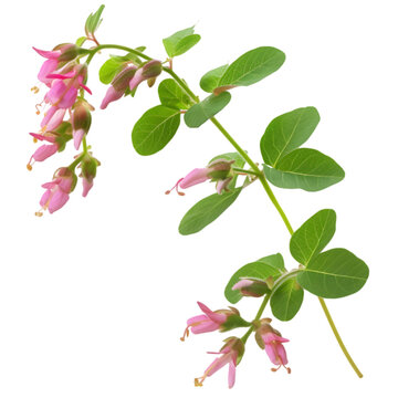 Shalaparni Desmodium gangeticum Ayurveda herb natural medicinal remedy ingredient, isolated on a white background