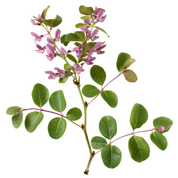 Shalaparni Desmodium gangeticum Ayurveda herb natural medicinal remedy ingredient, isolated on a white background