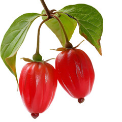 Vidanga Embelia ribes Ayurveda herb natural medicinal remedy ingredient, isolated on a white background