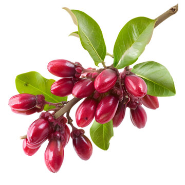 Vidanga Embelia ribes Ayurveda herb natural medicinal remedy ingredient, isolated on a white background