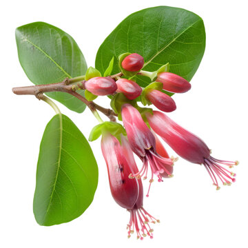 Vidanga Embelia ribes Ayurveda herb natural medicinal remedy ingredient, isolated on a white background