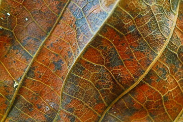 Texture of leaves 