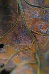 Close up of Leaf 