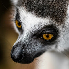 Naklejka premium close up of a lemur