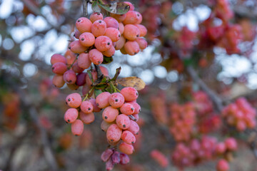 Bunch of ripe Berberis berries on a tree branch. Background is blurred.