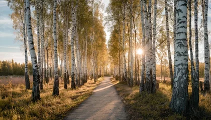 Foto op Plexiglas a path in a birch grove at dawn the rising sun in the center © Claudio