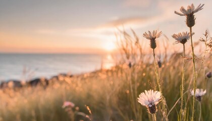 banner with beautiful meadow with wild flowers wild grasses on the sea coast at sunset beautiful nature background