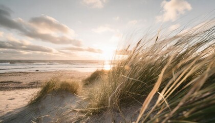 sun shining on beach grass suitable for outdoor and nature themes - obrazy, fototapety, plakaty