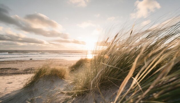sun shining on beach grass suitable for outdoor and nature themes