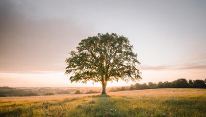 a vibrant tree standing alone in a picturesque field