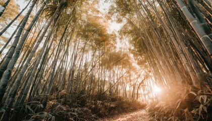 dense bamboo jungle