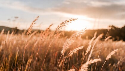 grass stalks in the sun autumn nature background field grass stems in orange sunset sunlight autumn sunset