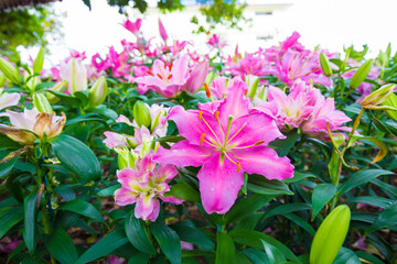 Beautiful pink lily botanical outdoor garden flower blooming