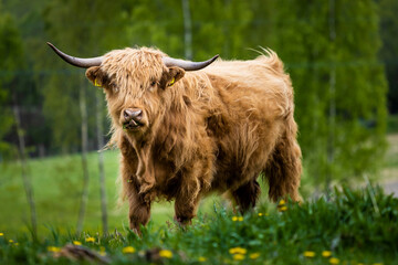 scottish highland cow