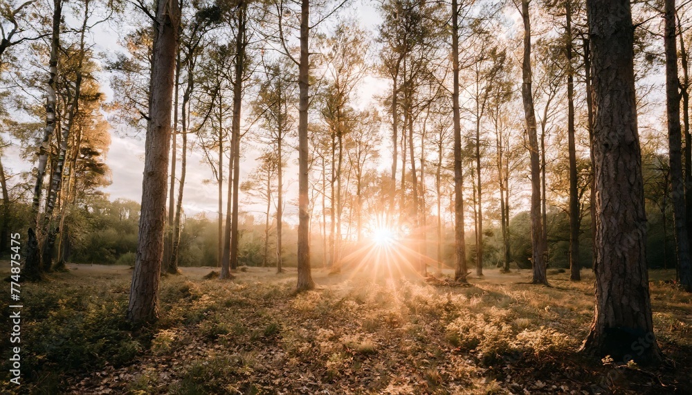 Poster sunrise in the forest