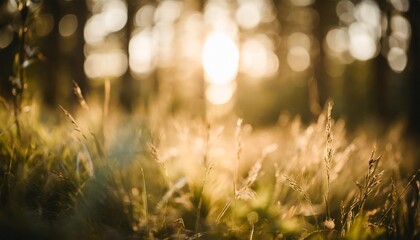 green grass in summer forest at sunset macro image shallow depth of field abstract summer nature background