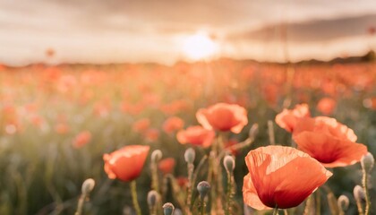 detailed high resolution panorama of flowering red poppies