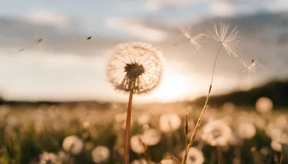 Foto op Plexiglas defocused dandelion with flying seeds at sunset freedom in nature concept © Claudio