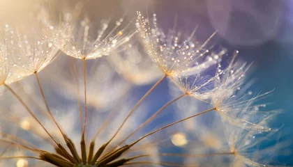 Fotobehang beautiful dew drops on a dandelion seed macro beautiful soft light blue and violet background water drops on a parachutes dandelion on a beautiful blue soft dreamy tender artistic image form © Claudio