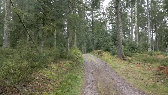 Promenade sur un sentier forestier dans les Vosges - vid&eacute;o drone