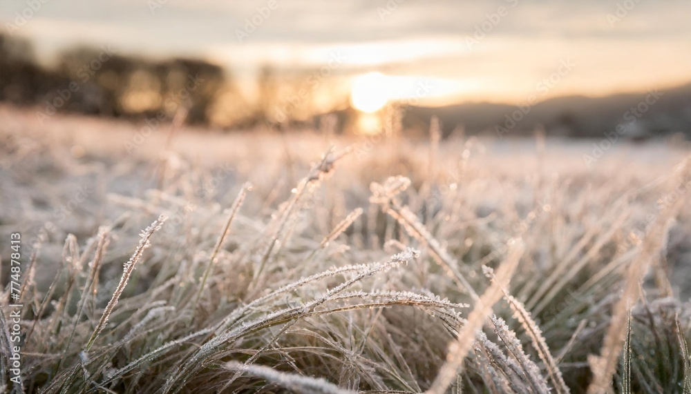 Poster close up of frosty grass in field