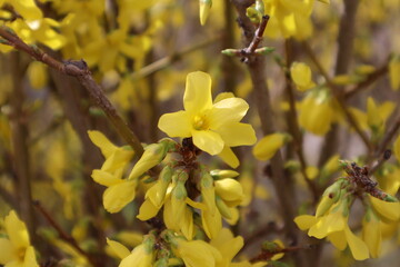 Forsythia koreana bushes in bloom close up.