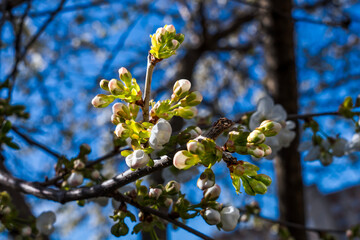 white cherry blossoms, spring, close-up.	