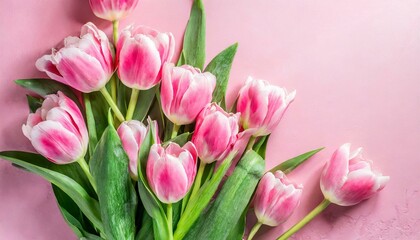 Fototapeta premium Soft Spring Symphony: Bouquet of Pink Tulips on Pale Pink Background