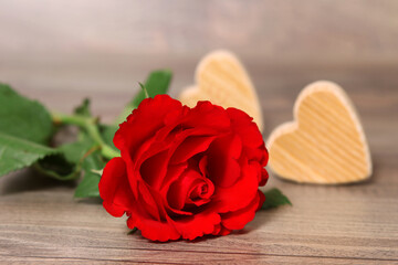 Rote Rose, ein Zeichen der Liebe