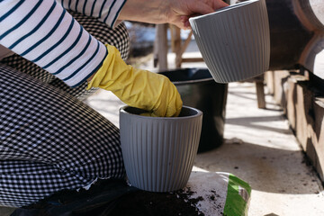 seasonal work in the garden: a female hand in a yellow glove pours soil for seedlings into a pot....