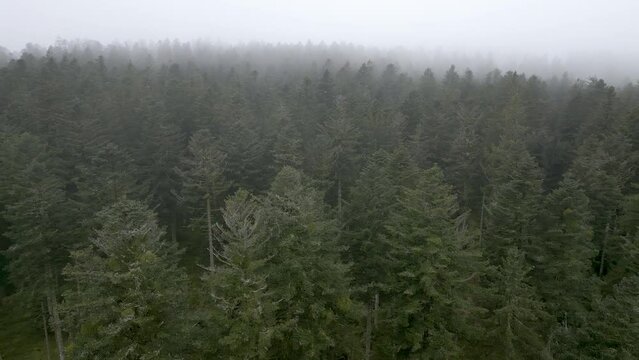 Survol en drone d'une forêt de sapins dans les Vosges au milieu de la brume