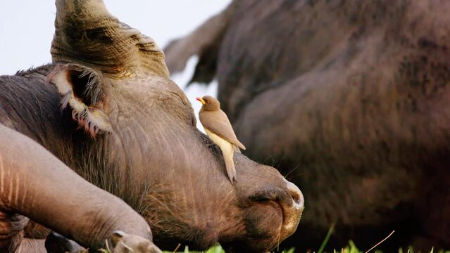 A red billed oxpecker (Buphagus erythrorhynchus) teasing an African Cape Buffalo which is trying to sleep on grass in Chobe National Park, Botswana, South Africa 