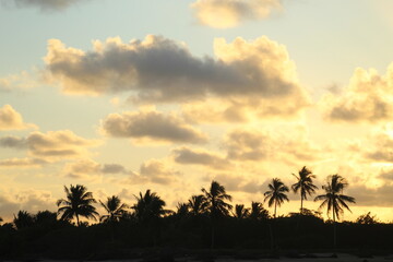 coqueiros contra céu alaranjado no pôr do sol em alagoas 