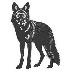 Silhouette coyote animal black color only full body