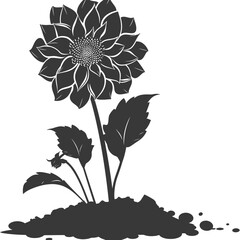 Silhouette dahlia flower in the ground black color only