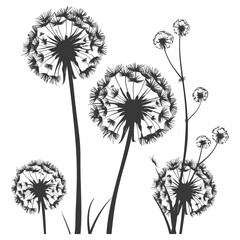 Silhouette Dandelions flower black color only